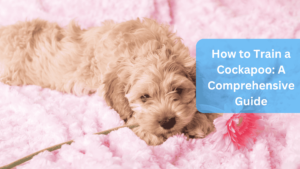 Cockapoo: How to Train a Cockapoo A Comprehensive Guide