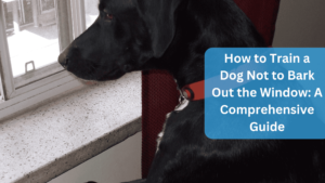 How to Train a Dog Not to Bark Out the Window: A Comprehensive Guide