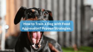 How to Train a Dog with Food Aggression? Proven Strategies.