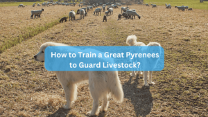 How to Train a Great Pyrenees to Guard Livestock?