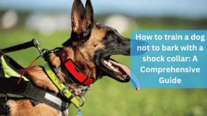 How to train a dog not to bark with a shock collar: A Comprehensive Guide