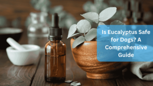 Is Eucalyptus Safe for Dogs? A Comprehensive Guide