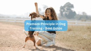 Premack Principle in Dog Training