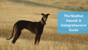 The Mudhol Hound: A Comprehensive Guide