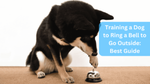 Training a Dog to Ring a Bell to Go Outside: Best Guide