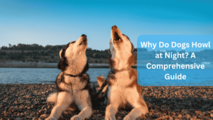 Why Do Dogs Howl at Night?