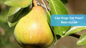 a pear on a tree - Can Dogs Eat Pear? Best Guide