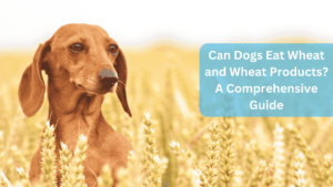 Can Dogs Eat Wheat and Wheat Products? A Comprehensive Guide
