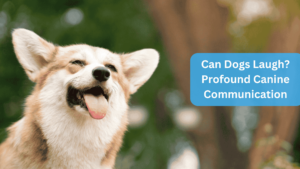 a dog with its tongue out - Can Dogs Laugh? Profound Canine Communication