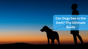a dog standing on a hill - Can Dogs See in the Dark? The Ultimate Guide