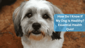 How Do I Know If My Dog Is Healthy? Essential Health Quiz!