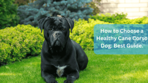 How to Choose a Healthy Cane Corso Dog: Best Guide.