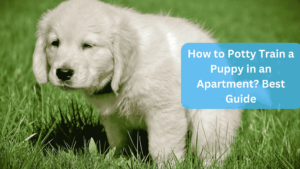 a white puppy standing in grass to do potty - How to Potty Train a Puppy in an Apartment? Best Guide