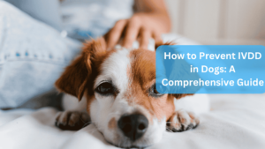 a close up of a dog - How to Prevent IVDD in Dogs: A Comprehensive Guide