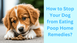 How to Stop Your Dog from Eating Poop Home Remedies