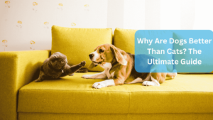 Why Are Dogs Better Than Cats? The Ultimate Guide