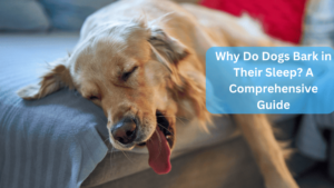 Why Do Dogs Bark in Their Sleep? A Comprehensive Guide