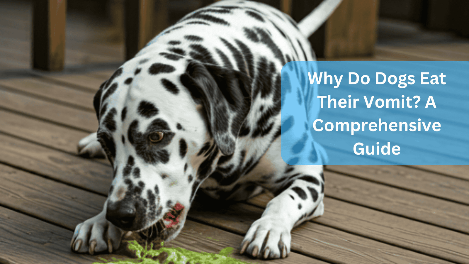Why Do Dogs Eat Their Vomit? A Comprehensive Guide 1 Why Do Dogs Eat Their Vomit? A Comprehensive Guide