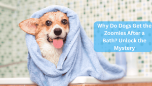 a dog wrapped in a towel - Why Do Dogs Get the Zoomies After a Bath?