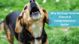 Why Do Dogs Howl at Sirens? A Comprehensive Guide