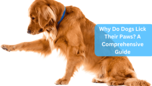 a dog with its paw in front of its paw - Why Do Dogs Lick Their Paws? A Comprehensive Guide