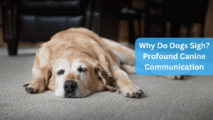 a dog lying on the floor sighing - Why Do Dogs Sigh? Profound Canine Communication