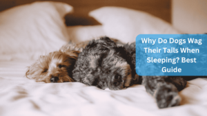 two dogs lying on a bed - Why Do Dogs Wag Their Tails When Sleeping? Best Guide