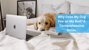 a dog lying on a bed with after peein on bed - Why Does My Dog Pee on My Bed? A Comprehensive Guide.