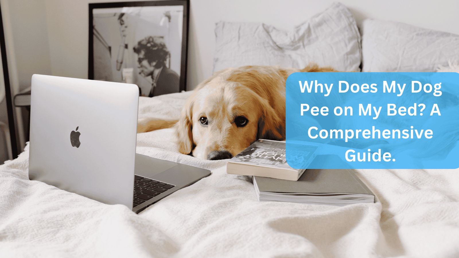 a dog lying on a bed with after peein on bed - Why Does My Dog Pee on My Bed? A Comprehensive Guide.