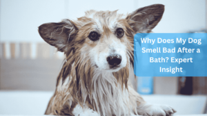 a dog in a bathtub - Why Does My Dog Smell Bad After a Bath? Expert Insight: