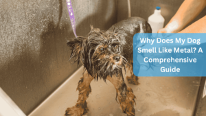 a wet dog in a bathtub - Why Does My Dog Smell Like Metal? A Comprehensive Guide