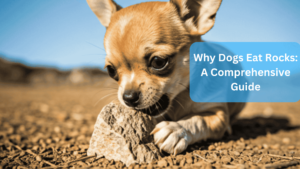 Why Dogs Eat Rocks: A Comprehensive Guide