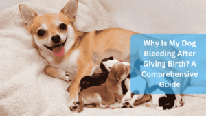 Why Is My Dog Bleeding After Giving Birth? A Comprehensive Guide