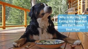 Why Is My Dog Not Eating His Food but Will Eat Treats? Best Tips!
