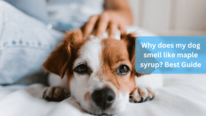 a close up of a dog - Why does my dog smell like maple syrup? Best Guide