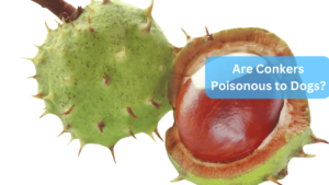 a close up of a fruit - Are Conkers Poisonous to Dogs?