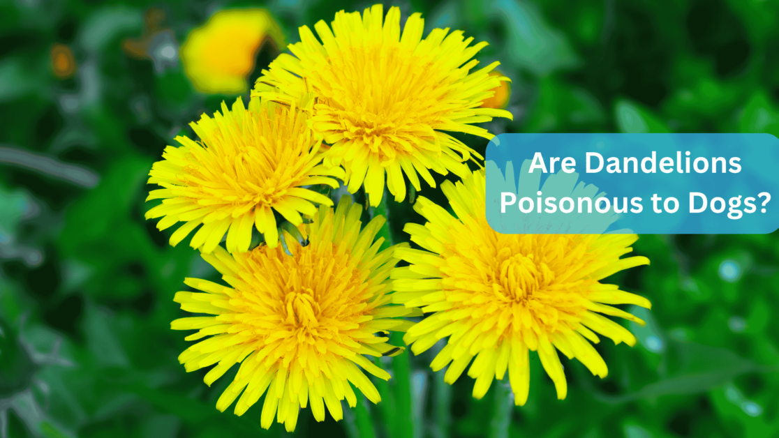 dandelions flower plant - Are Dandelions Poisonous to Dogs?