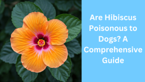 Are Hibiscus Poisonous to Dogs?