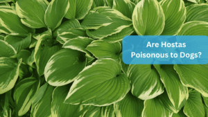 a close up of a hostas plant - Are Hostas Poisonous to Dogs?