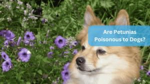 a dog in a garden - Are Petunias Poisonous to Dogs?