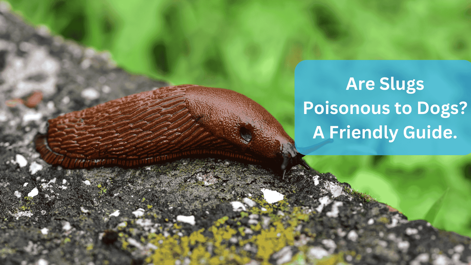 a slug crawling on a rock - Are Slugs Poisonous to Dogs? A Friendly Guide.