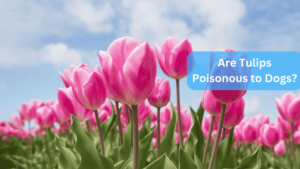 a group of pink tulips - Are Tulips Poisonous to Dogs?