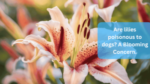 a close up of a lilly flower - Are lilies poisonous to dogs? A Blooming Concern.