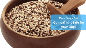 a bowl of quinoa seeds - https://aCan Dogs Eat Quinoa Is it Safe for your Dog