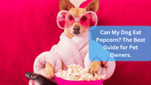 a dog wearing pink glasses and a robe and a bowl of popcorn - Can My Dog Eat Popcorn? The Best Guide for Pet Owners.
