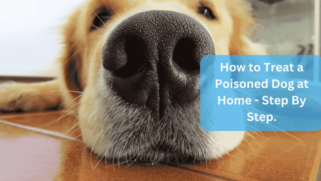 Dog lying unconcious - How to Treat a Poisoned Dog at Home - Step By Step.