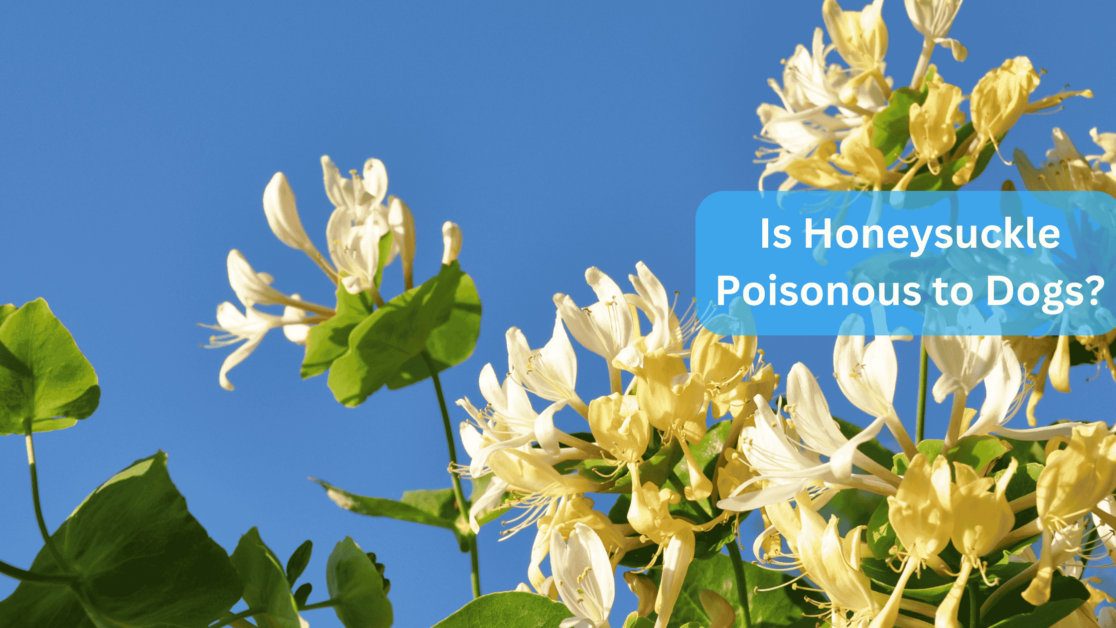 a close up of Honeysuckle flowers - Is Honeysuckle Poisonous to Dogs?