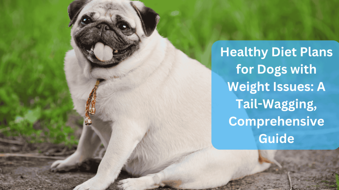 Overweight dog - Healthy Diet Plans for Dogs with Weight Issue