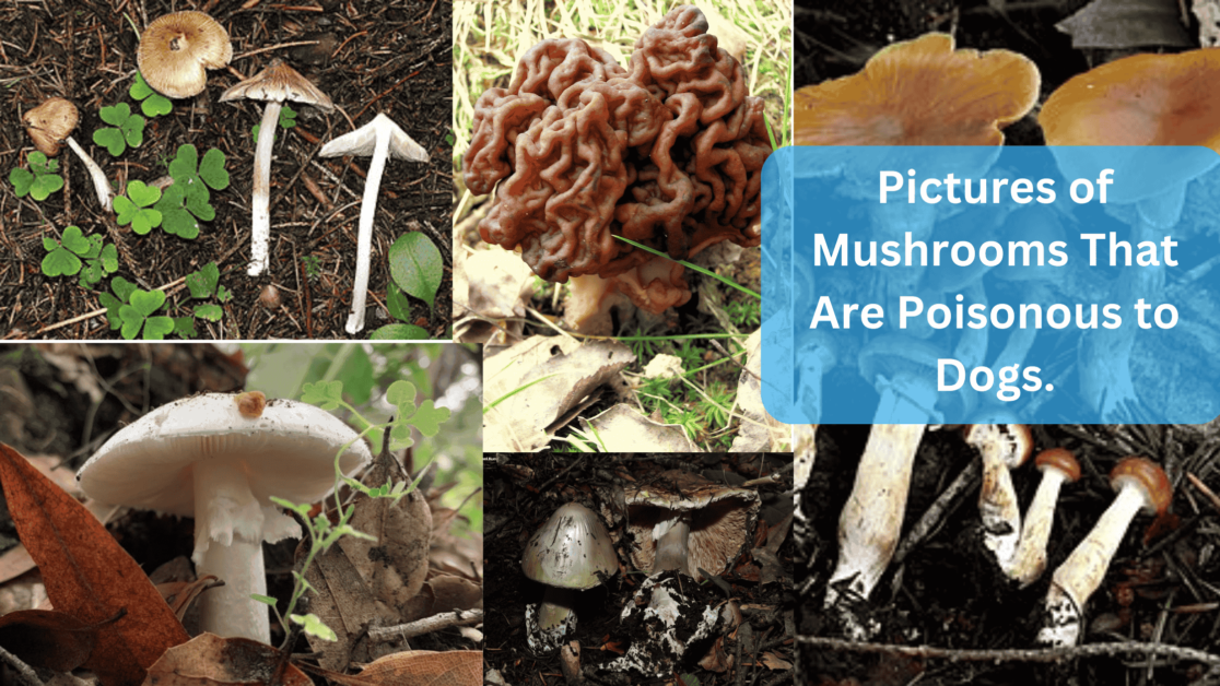 Mushrooms - Pictures of Mushrooms That Are Poisonous to Dogs.