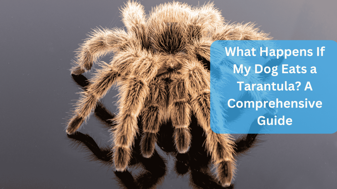 Tarantula - What Happens If My Dog Eats a Tarantula? A Comprehensive Guide